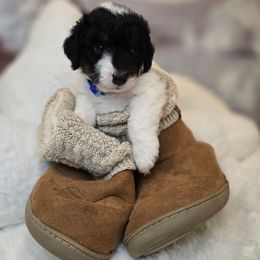 Sinatra - Tri-color male Double Doodle puppy in Prescott Valley, Arizona from Ramirez Family Doodles