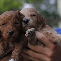 Goldendoodle Puppies from Amberdoodles