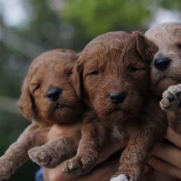Goldendoodle Puppies from Amberdoodles