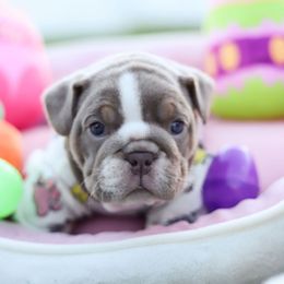 Bulldog and French Bulldog Puppies from Bully Life Farms