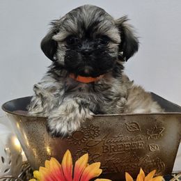 Piglet - Health tested Parents - male Mal-Shi puppy in Greenville, North Carolina from Amanda's Sugar Sweet Puppies