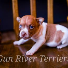 Sable girl 2 - Red white and sable female Rat Terrier puppy in Allegan, Michigan from Gun River Terriers