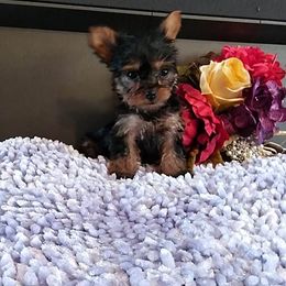 Shih Tzu and Yorkshire Terrier Puppies from Silver Bells Paw Prints