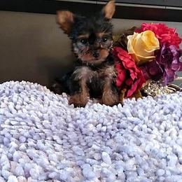 Shih Tzu and Yorkshire Terrier Puppies from Silver Bells Paw Prints