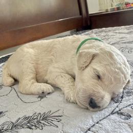 Green Collar Male - White male Poodle puppy in Screven, Georgia from Dreamland Standard Poodles