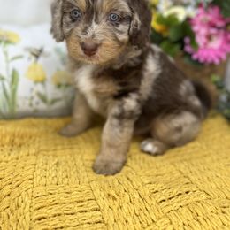 Aussiedoodle, Bernedoodle, and Goldendoodle Puppies from Little Golden Farm