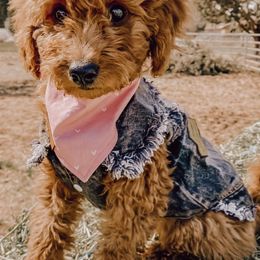 Goldendoodles from Beanie Bear Doodles