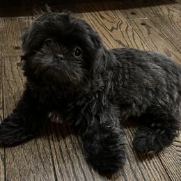 Shih Tzu Puppies from Lavender Lane Tzus