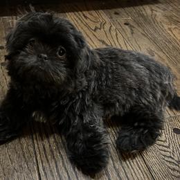 Shih Tzu Puppies from Lavender Lane Tzus