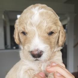 Goldendoodle Puppies from Masondixondoodles