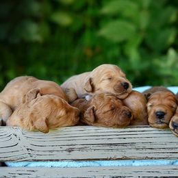 Goldendoodle Puppies from Abidoodles