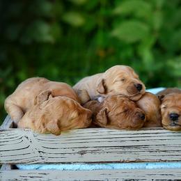 Goldendoodle Puppies from Abidoodles