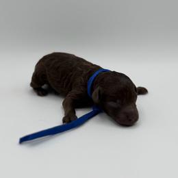 Hershey - Brown male Poodle puppy in Southampton, New Jersey from Lavishly Loved Pets LLC