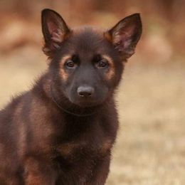 Black Collar - German Shepherd puppy from Faoladh German Shepherds