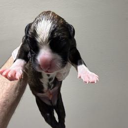 Male 4 (10) - Fawn male Boxer puppy in Jamesville, New York from Reynolds Homestead Boxers