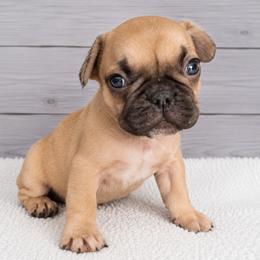Paris - Fawn female French Bulldog puppy in Warm Springs, Arkansas from State Line Dachshunds & Frenchies