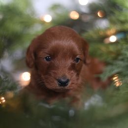 Beau - Red  male Goldendoodle puppy in Stevens, Pennsylvania from Pebble Paws Lane