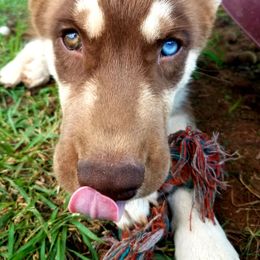 Siberian Husky Puppies from Thornbury Kennel