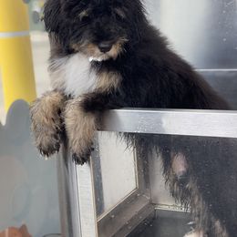 Aussiedoodle, Bernedoodle, and Goldendoodle Puppies from JW Doodles