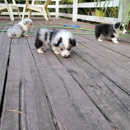 American Corgi and Pembroke Welsh Corgi Puppies from Koko's Kennels