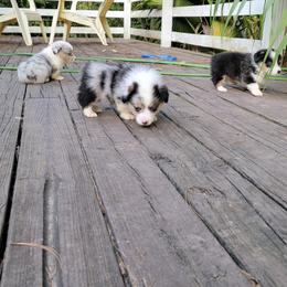 American Corgi and Pembroke Welsh Corgi Puppies from Koko's Kennels