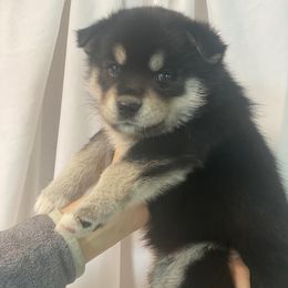 Pomsky Puppies from Majestic Pomsky