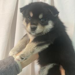 Pomsky Puppies from Majestic Pomsky