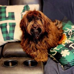 Coco - Havanese