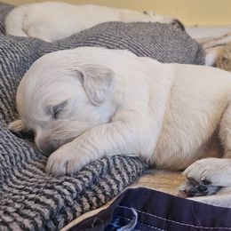 Golden Retriever Puppies from The Golden Virtues