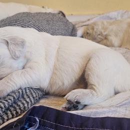 Golden Retriever Puppies from The Golden Virtues