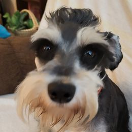 Scooter - Miniature Schnauzer