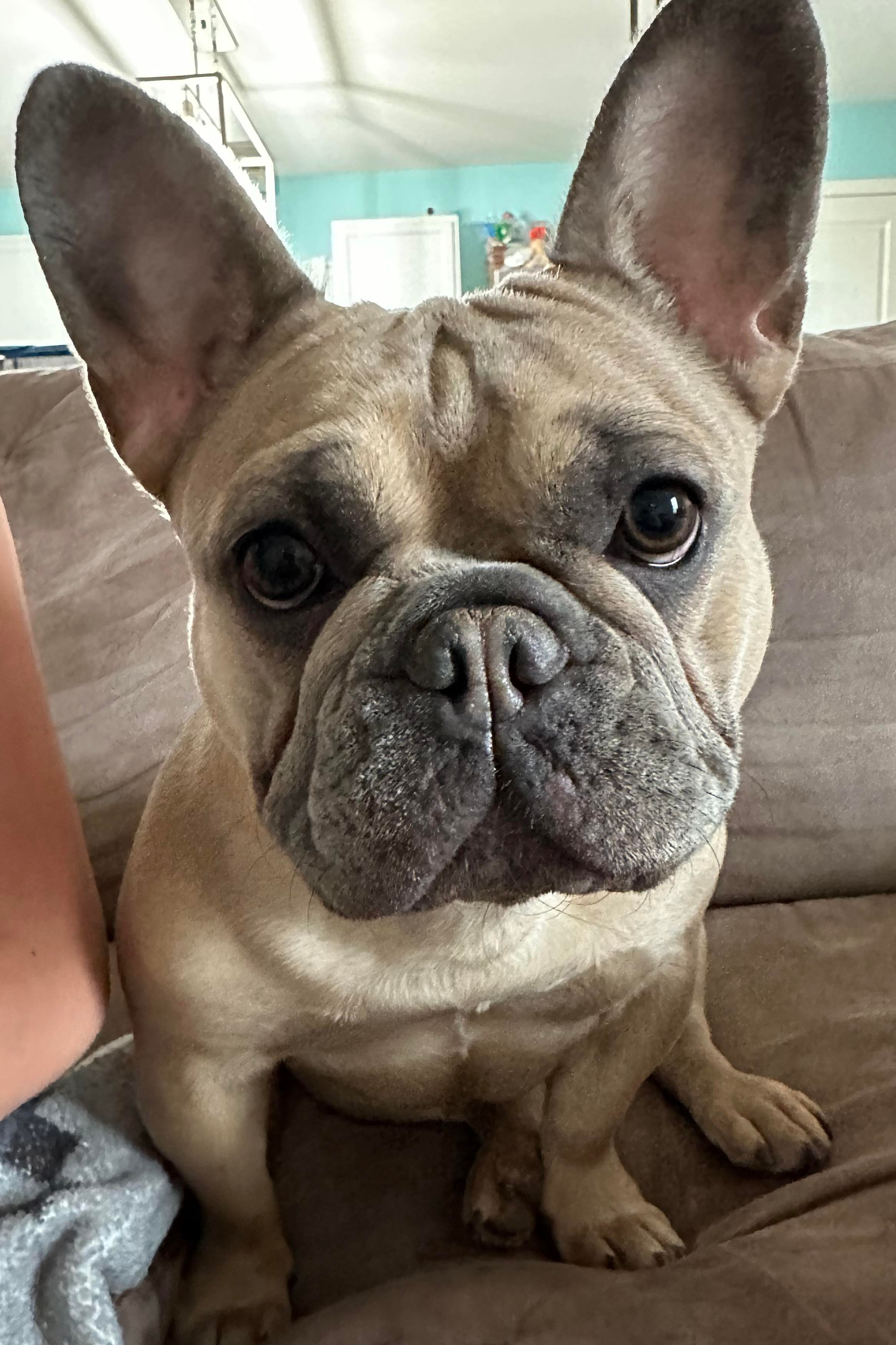 French Bulldog Puppies from Jessicah's Frenchies Michigan's French Bulldog Breeder