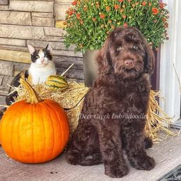 Australian Labradoodle, Cavapoo, and Goldendoodle Puppies from Deer Creek Labradoodles