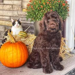 Australian Labradoodle, Cavapoo, and Goldendoodle Puppies from Deer Creek Labradoodles