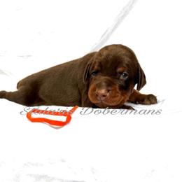 Orange collar - Red and rust male Doberman Pinscher puppy in North Judson, Indiana from Stalaris Dobermans