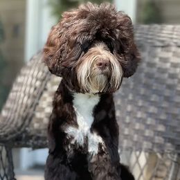 Cora - Australian Labradoodle