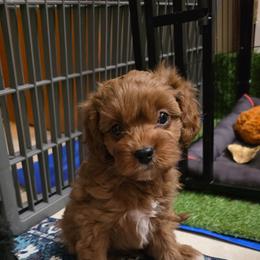 Cheez-it - Red male Cavapoo puppy in Arkansas from Brew House