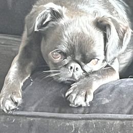Borzois, Brussels Griffons, and Whippets from Patti Fitzgerald