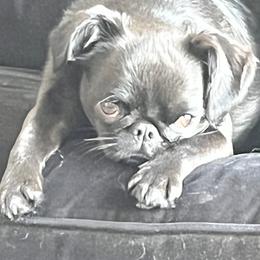 Borzois, Brussels Griffons, and Whippets from Patti Fitzgerald
