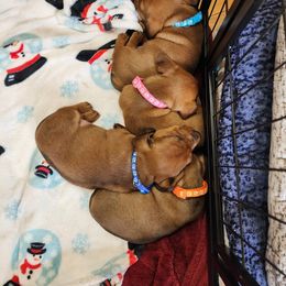Dachshund Puppies from Knobster's AKC Miniature Dachshund Puppies