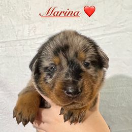Marina (Red collar) - Harlequin female Beauceron puppy in Waller, Texas from Côté Obscur