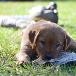 Golden Retriever Puppies from Earley Goldens