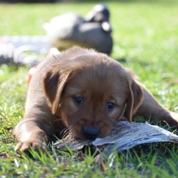 Golden Retriever Puppies from Earley Goldens