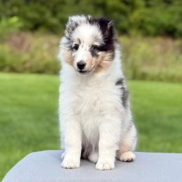 Lexi - Blue merle white and tan female Shetland Sheepdog puppy in Mackinaw, Illinois from Somerlake Shetland Sheepdogs