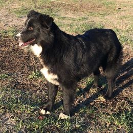 Gabby - Black Australian Shepherd puppy in Redfield, Kansas from CY Ranch Aussies