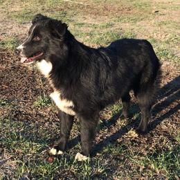Gabby - Black Australian Shepherd puppy in Redfield, Kansas from CY Ranch Aussies