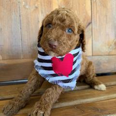 Clair - Red female Labradoodle puppy in English, Indiana from Doodle Darlings