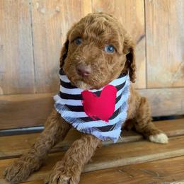 Clair - Red female Labradoodle puppy in English, Indiana from Doodle Darlings