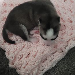 Girl 5 - Siberian Husky puppy in League City, Texas from Snow Dogs of League City