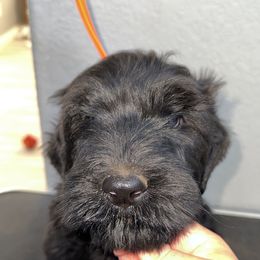 Black Russian Terrier Puppies from Nova Noir